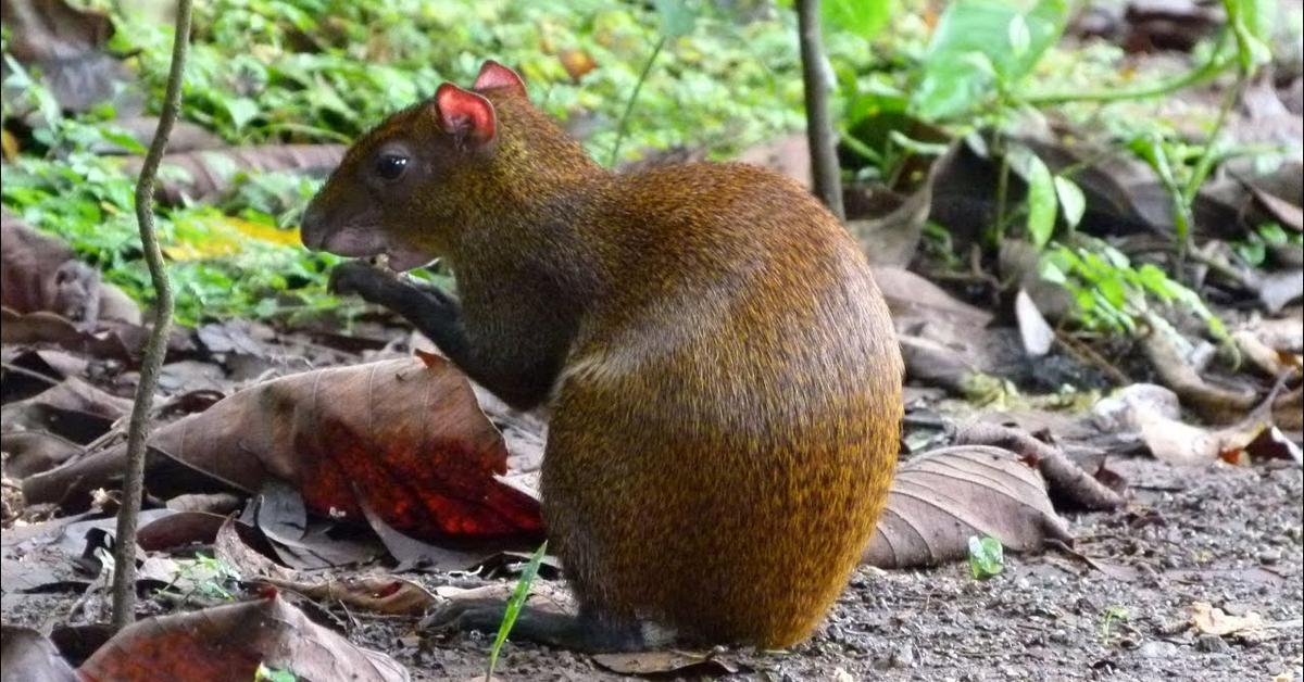 Detailed shot of the Agouti, or Dasyprocta, in its natural setting.