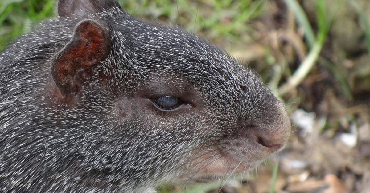 The Agouti, a species known as Dasyprocta, in its natural splendor.