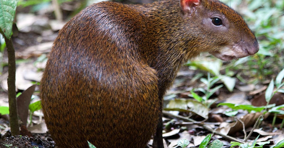 Captivating view of the Agouti, known in Bahasa Indonesia as Aguti.