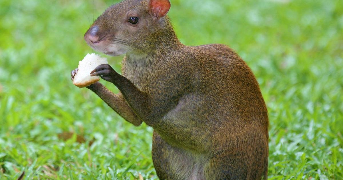 Close encounter with the Agouti, scientifically called Dasyprocta.