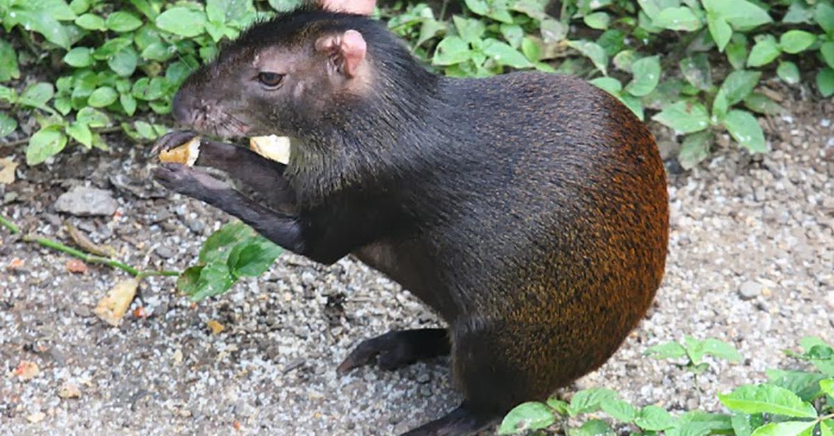 Iconic view of the Agouti, or Dasyprocta, in its habitat.