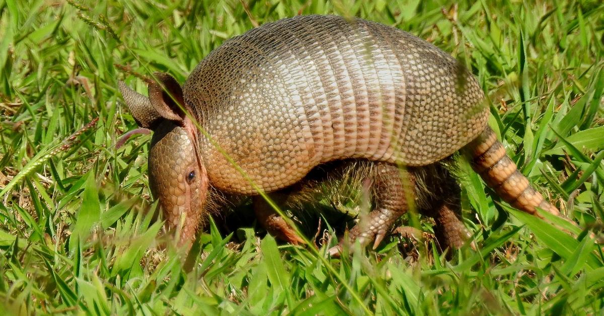 Engaging shot of the Armadillo, recognized in Indonesia as Kepiting Babi.