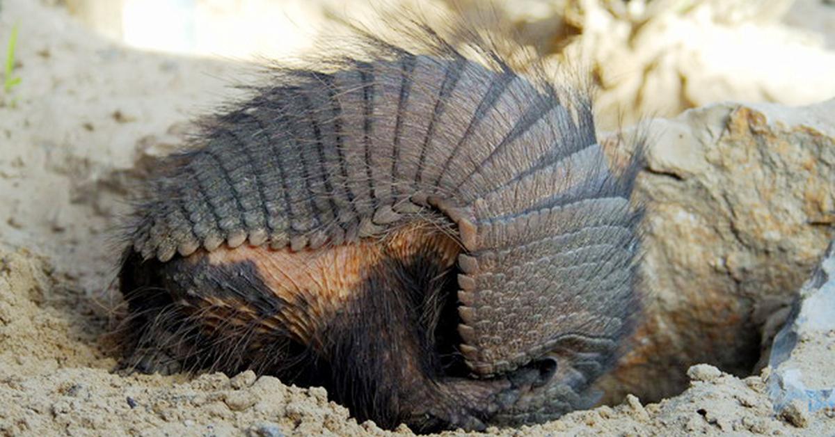 The majestic Armadillo, also called Kepiting Babi in Indonesia, in its glory.