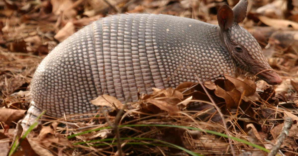 Splendid image of the Armadillo, with the scientific name Dasypodidae.