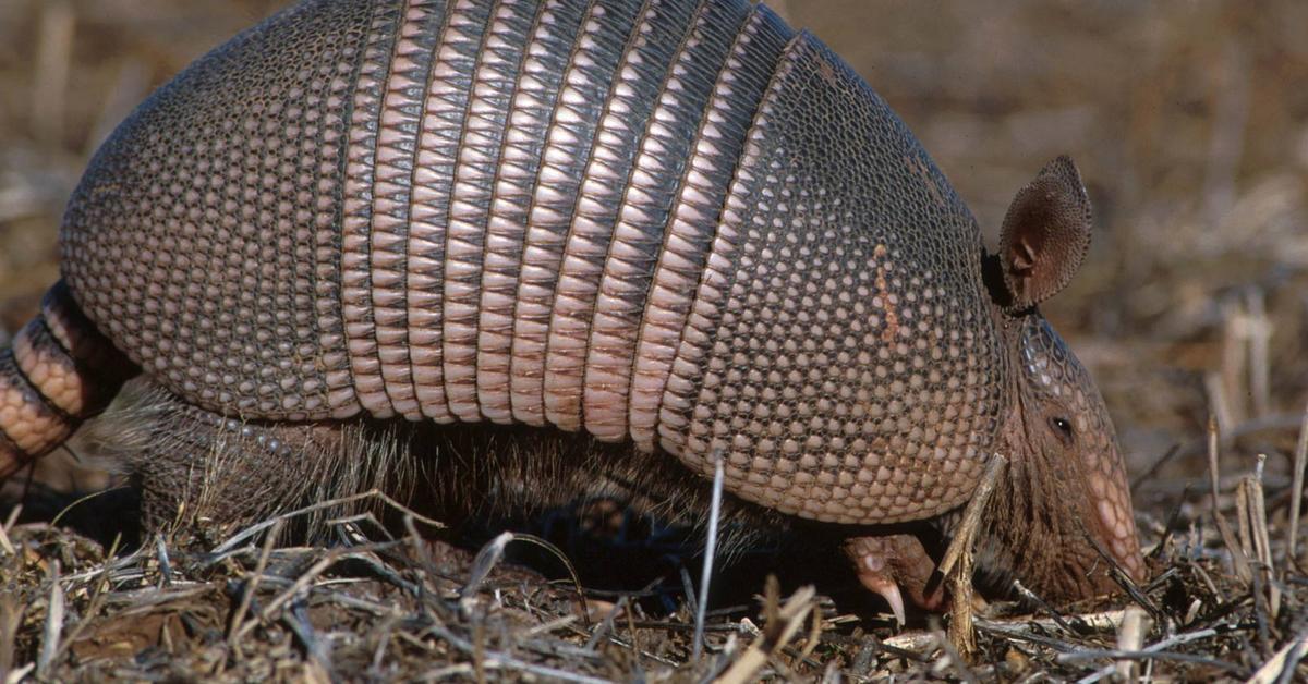 A beautiful representation of the Armadillo, scientifically Dasypodidae.