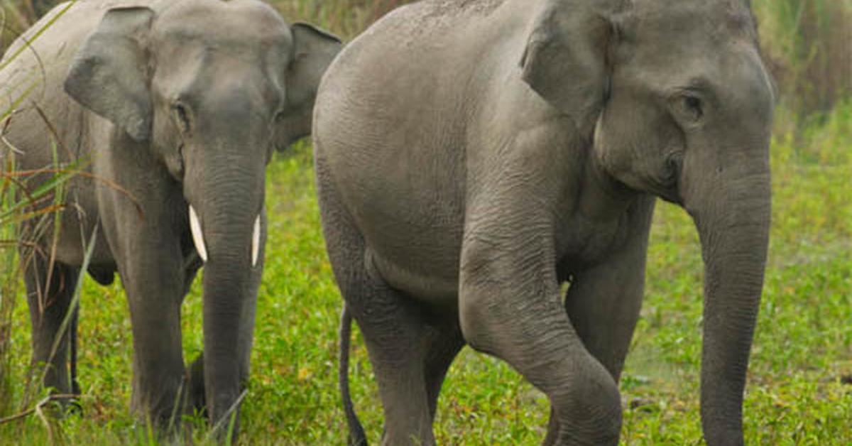 Captured moment of the Asian Elephant, in Indonesia known as Gajah Asia.