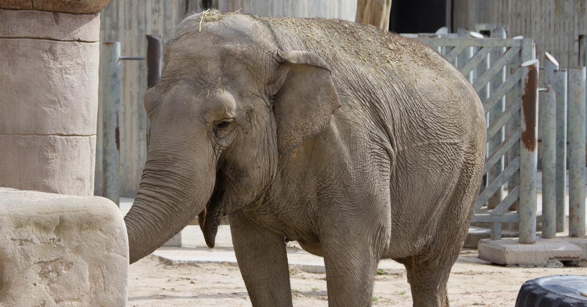 Insightful look at the Asian Elephant, known to Indonesians as Gajah Asia.