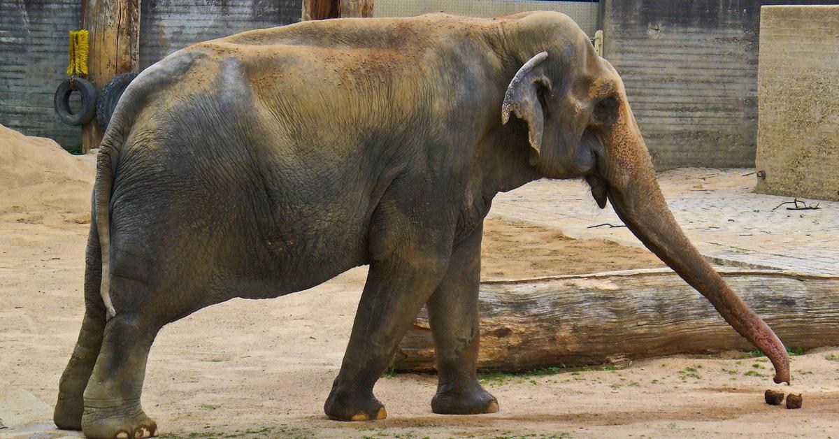 Photograph of the unique Asian Elephant, known scientifically as Elephas maximus.