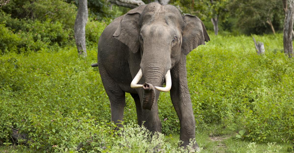 Visual of Asian Elephant, or Gajah Asia in Indonesian, showcasing its beauty.