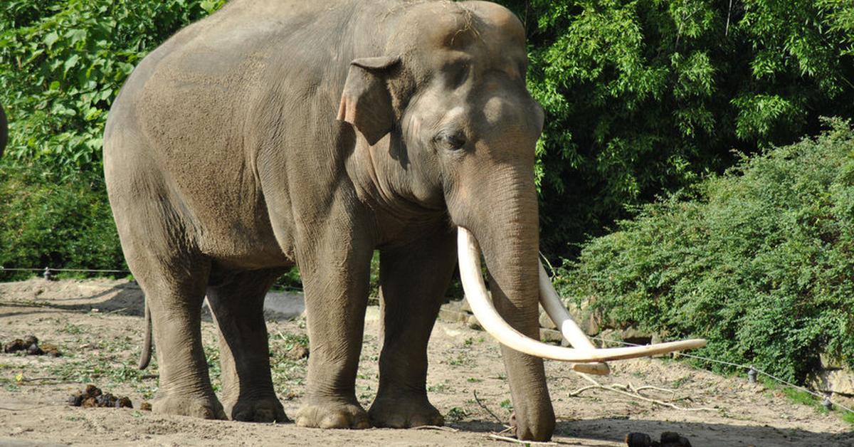 Distinctive Asian Elephant, in Indonesia known as Gajah Asia, captured in this image.