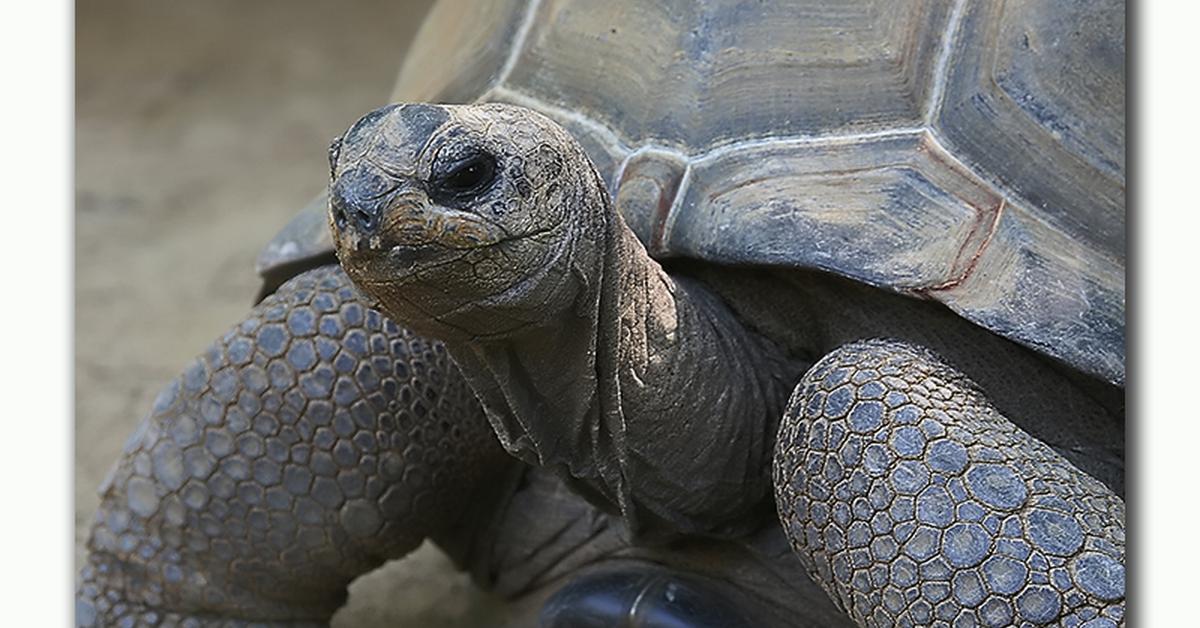 Elegant Aldabra Giant Tortoise in its natural habitat, called Kura-kura Raksasa Aldabra in Indonesia.