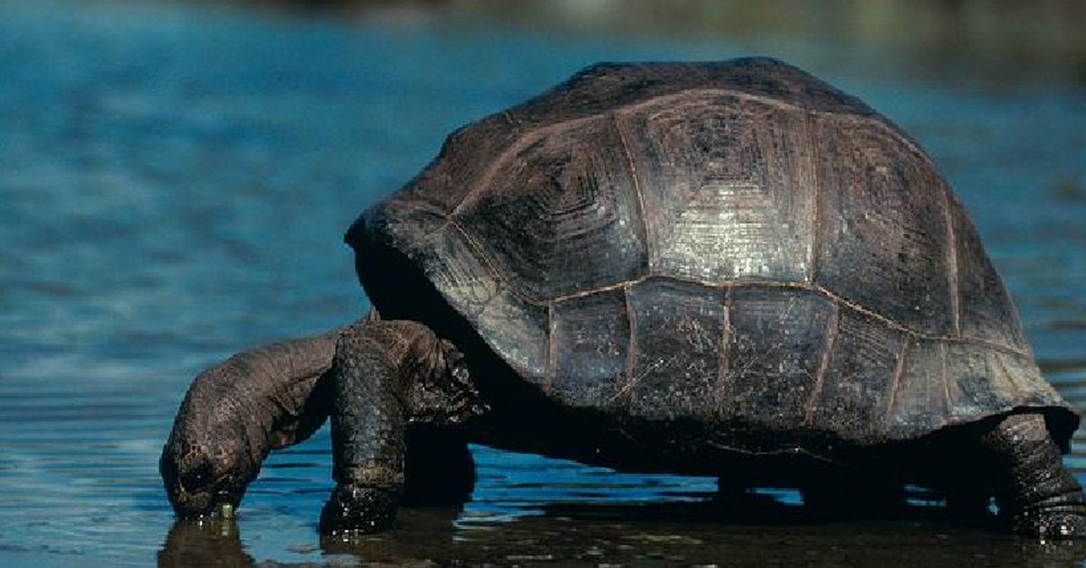 Vivid image of the Aldabra Giant Tortoise, or Kura-kura Raksasa Aldabra in Indonesian context.