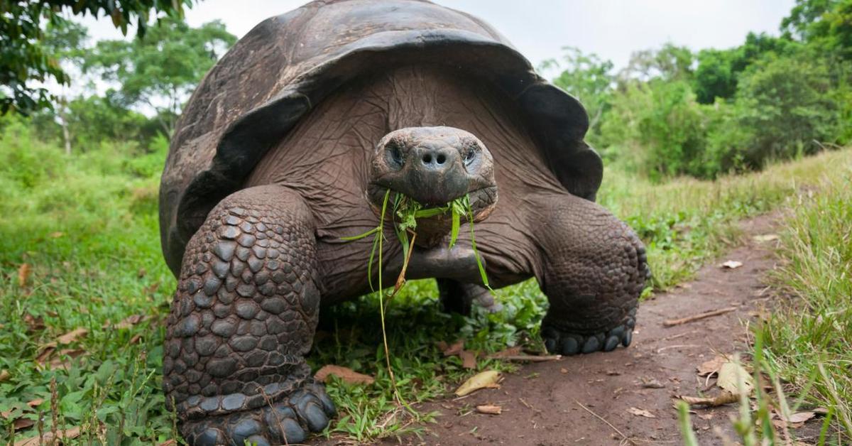 Photographic depiction of the unique Aldabra Giant Tortoise, locally called Kura-kura Raksasa Aldabra.