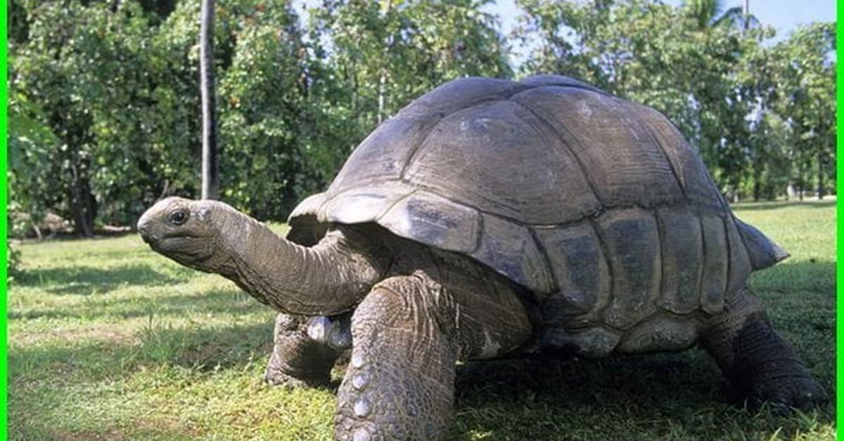 Photogenic Aldabra Giant Tortoise, scientifically referred to as Geochelone gigantea.