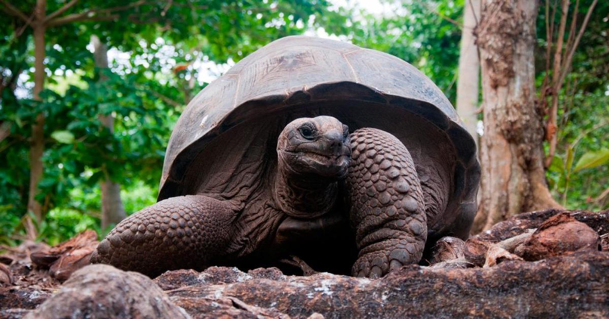 Engaging shot of the Aldabra Giant Tortoise, recognized in Indonesia as Kura-kura Raksasa Aldabra.