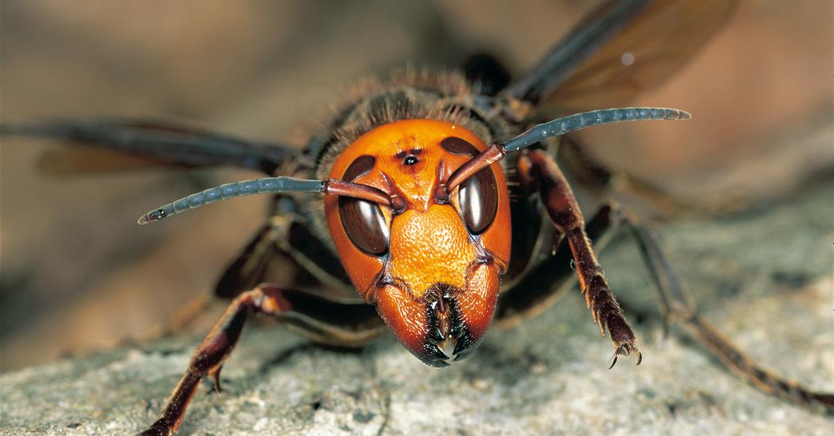 Photographic depiction of the unique Asian Giant Hornet, locally called Tawon Raksasa Asia.