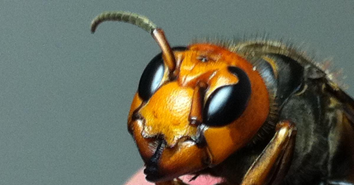 Captured beauty of the Asian Giant Hornet, or Vespa mandarinia in the scientific world.