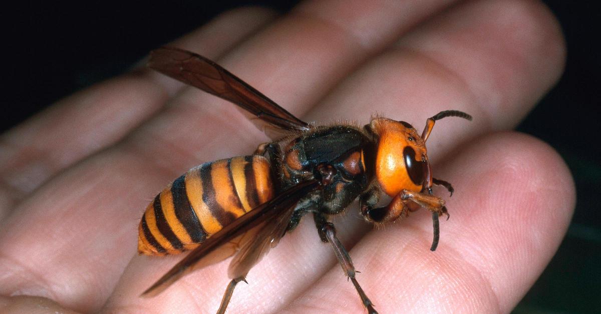 Engaging shot of the Asian Giant Hornet, recognized in Indonesia as Tawon Raksasa Asia.