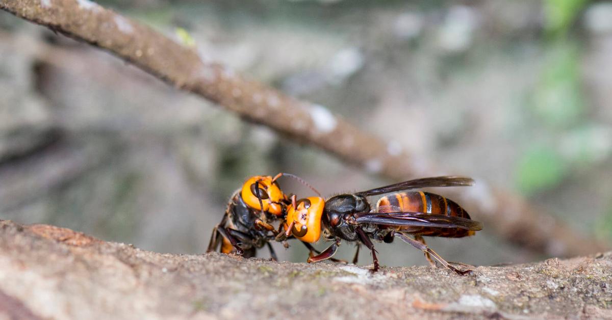 Dynamic image of the Asian Giant Hornet, popularly known in Indonesia as Tawon Raksasa Asia.