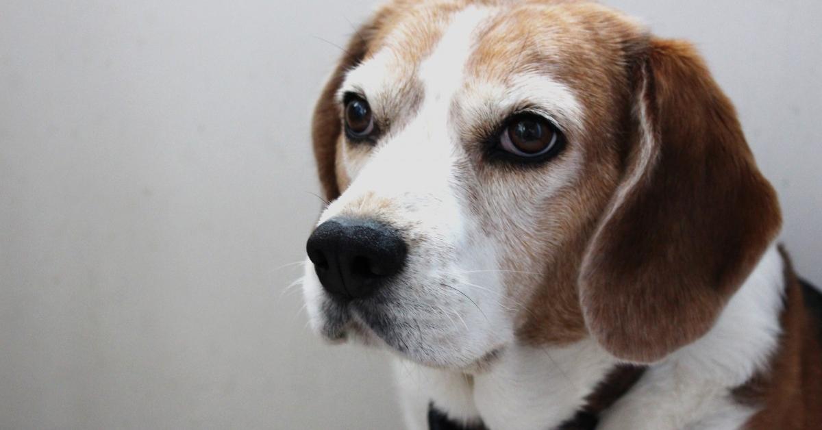 Striking appearance of the American Foxhound, known in scientific circles as Canis lupus.