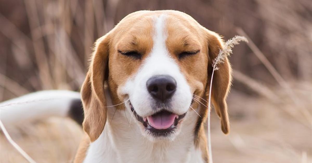 Dynamic image of the American Foxhound, popularly known in Indonesia as Anjing Foxhound Amerika.