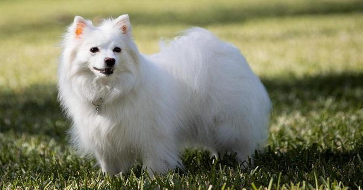 Natural elegance of the American Eskimo Dog, scientifically termed Canis lupus.