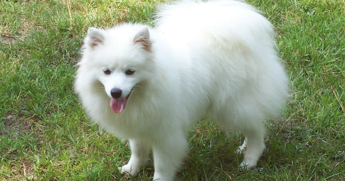 Elegant portrayal of the American Eskimo Dog, also known as Canis lupus.