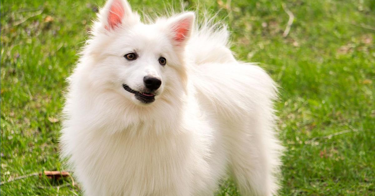 Detailed shot of the American Eskimo Dog, or Canis lupus, in its natural setting.