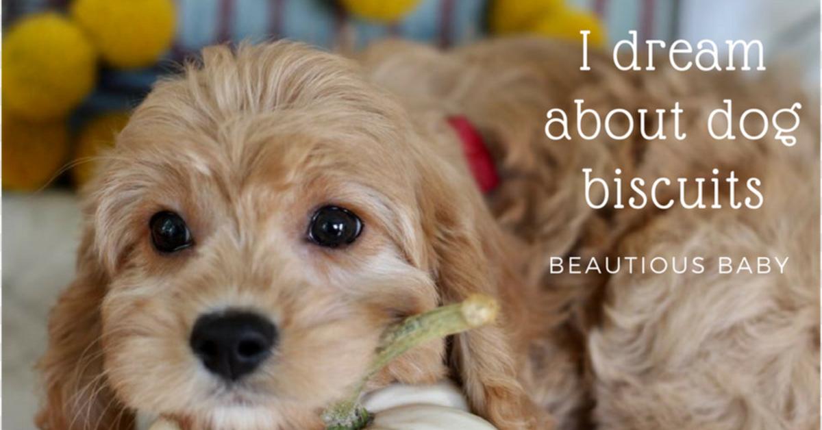 Graceful American Cocker Spaniel, a creature with the scientific name Canis lupus.