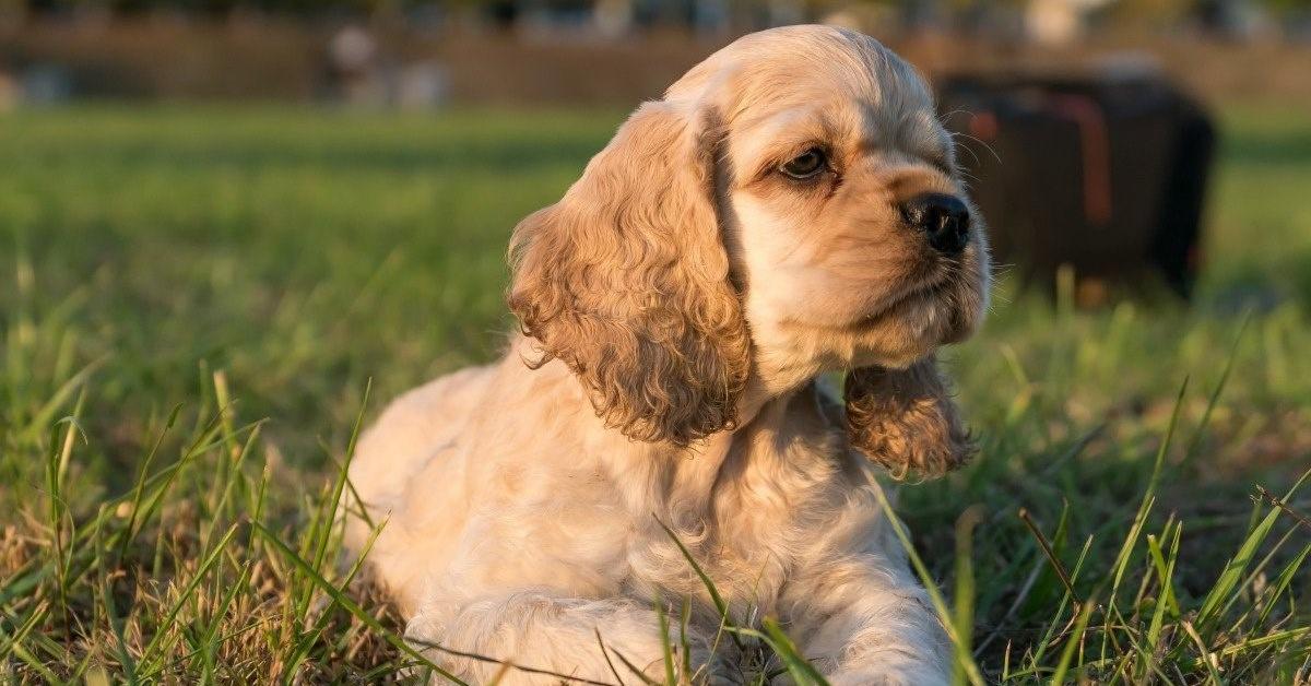 Striking appearance of the American Cocker Spaniel, known in scientific circles as Canis lupus.