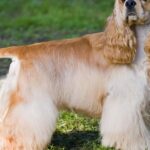 Photographic depiction of the unique American Cocker Spaniel, locally called Anjing Cocker Spaniel Amerika.