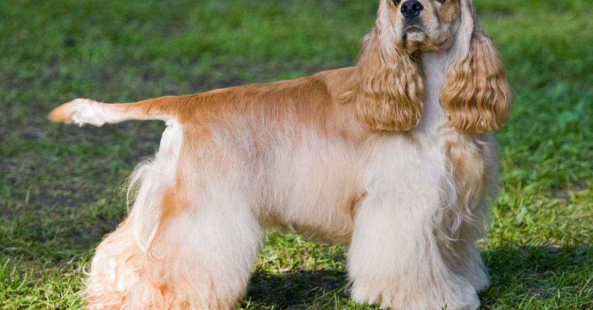 Photographic depiction of the unique American Cocker Spaniel, locally called Anjing Cocker Spaniel Amerika.