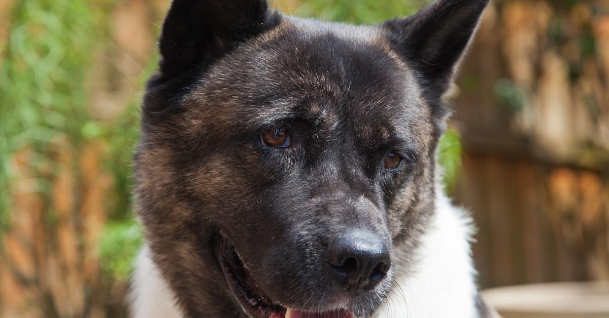 Glimpse of the Akita, known in the scientific community as Canis lupus.