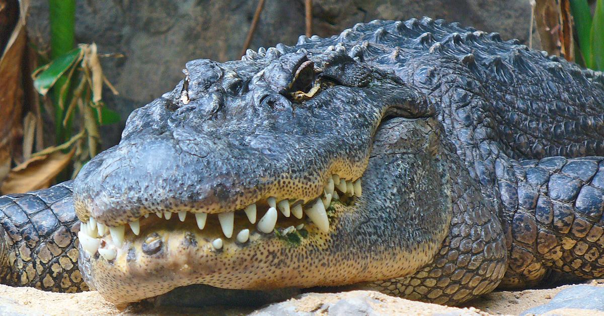 Iconic view of the American Alligator, or Alligator mississippiensis, in its habitat.