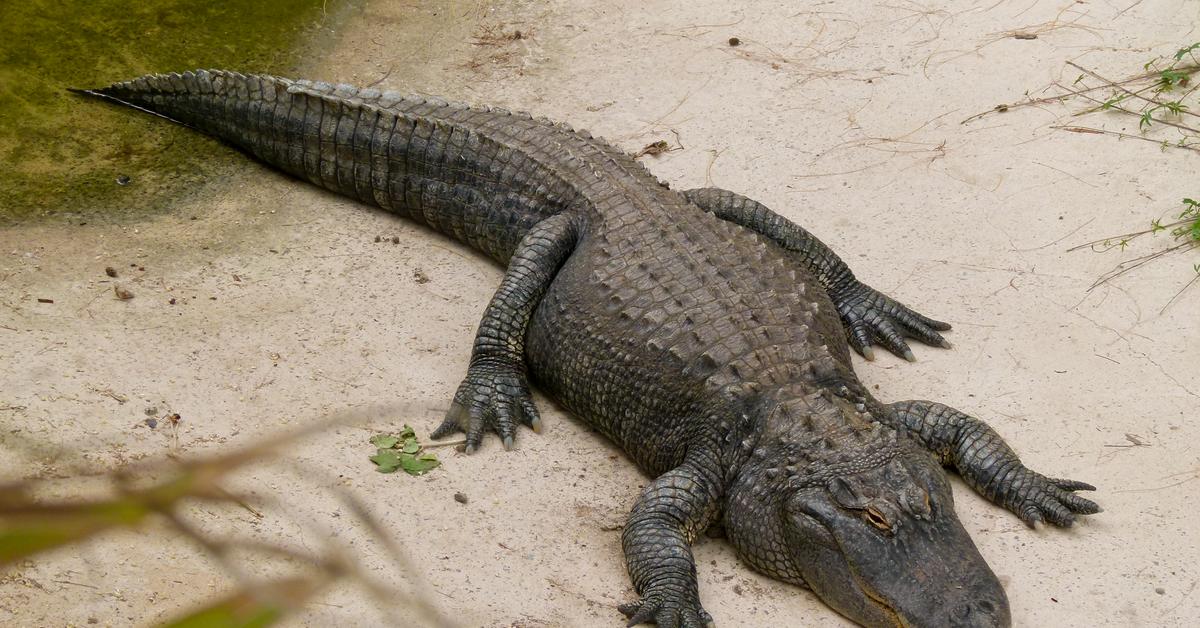 Dynamic image of the American Alligator, popularly known in Indonesia as Buaya Amerika.