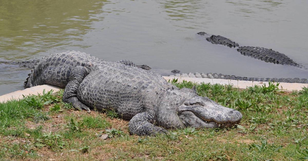 Captured moment of the American Alligator, in Indonesia known as Buaya Amerika.