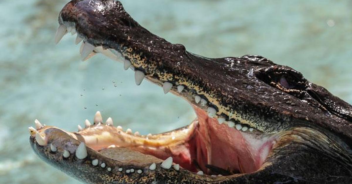 Photographic depiction of the unique American Alligator, locally called Buaya Amerika.