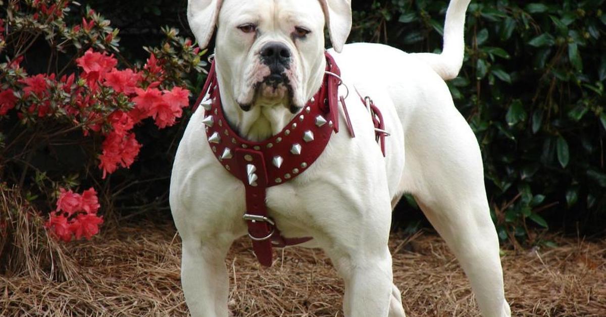 Detailed shot of the American Bulldog, or Canis Lupus, in its natural setting.