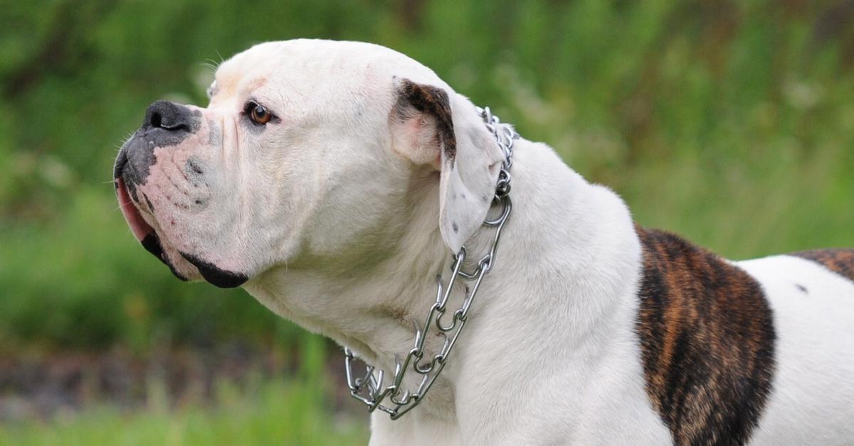 Image of the American Bulldog (Canis Lupus), popular in Indonesia as Bulldog Amerika.