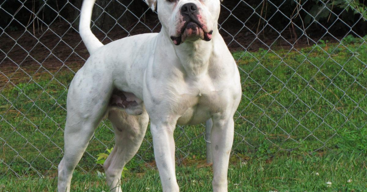 Detailed shot of the American Bulldog, or Canis Lupus, in its natural setting.