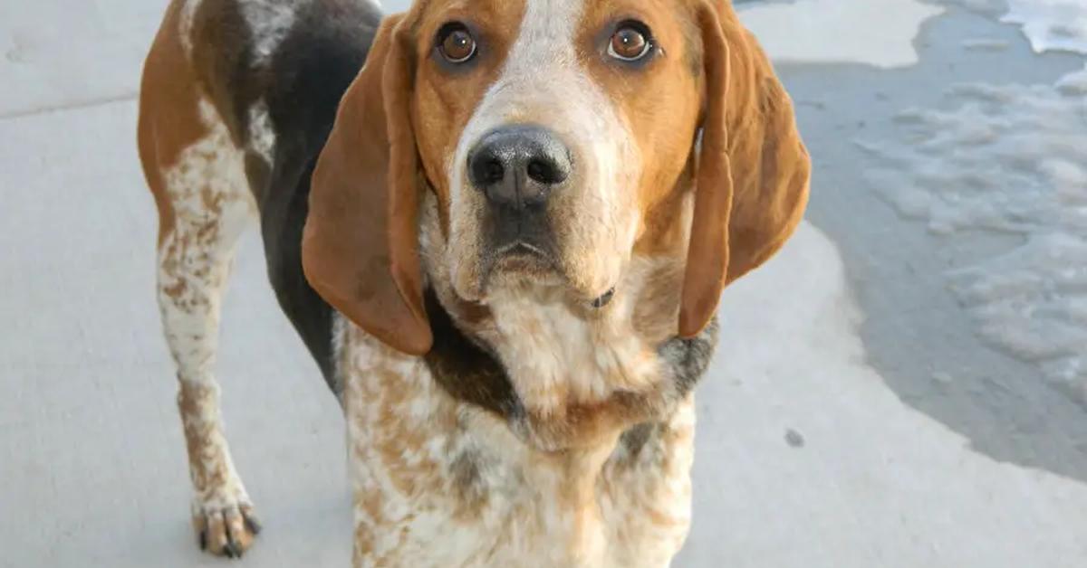 Snapshot of the intriguing American Coonhound, scientifically named Canis lupus.