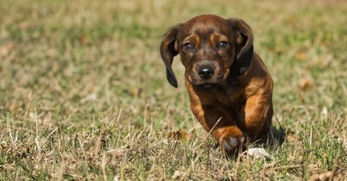 The Alpine Dachsbracke, a beautiful species also known as Anjing Alpine Dachsbracke in Bahasa Indonesia.