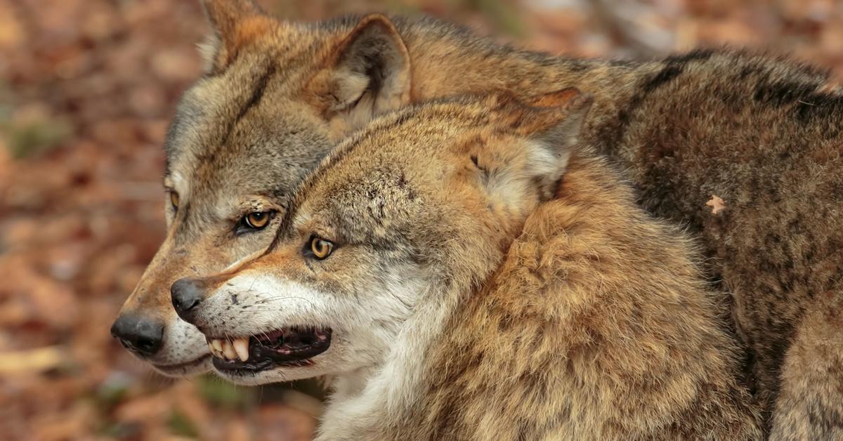 Detailed shot of the Alpine Dachsbracke, or Canis lupus, in its natural setting.