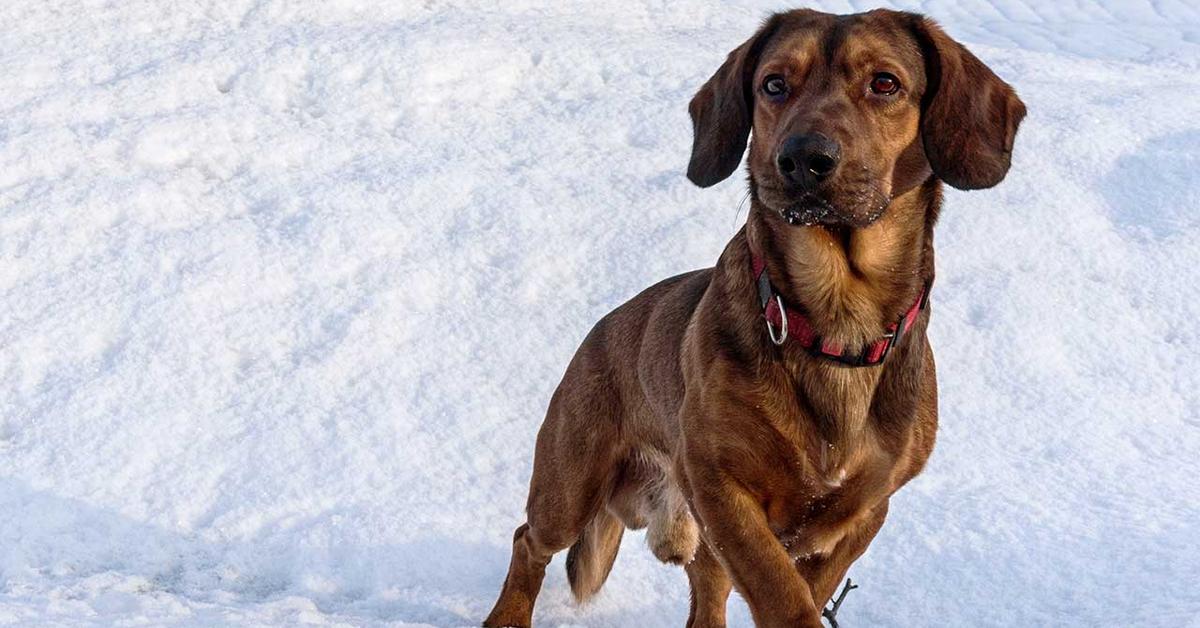 Unique portrayal of the Alpine Dachsbracke, also called Anjing Alpine Dachsbracke in Bahasa Indonesia.