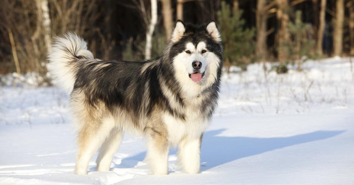 Splendid image of the Alaskan Malamute, with the scientific name Canis Lupus.