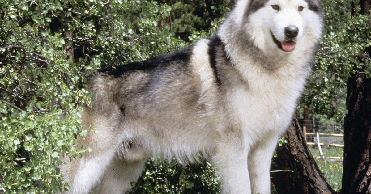 Visual representation of the Alaskan Malamute, recognized in Indonesia as Anjing Malam Alaska.