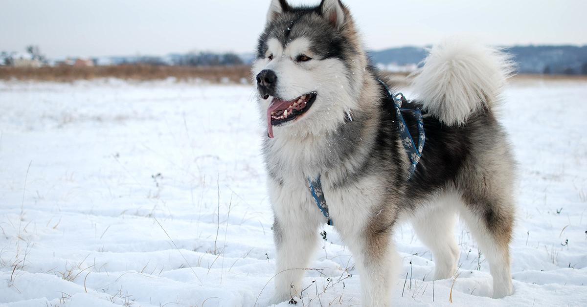 Snapshot of the intriguing Alaskan Malamute, scientifically named Canis Lupus.