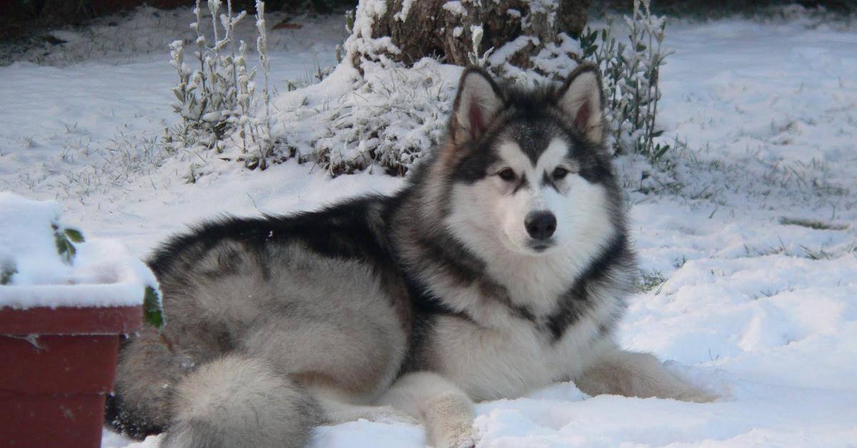 The remarkable Alaskan Malamute (Canis Lupus), a sight to behold.