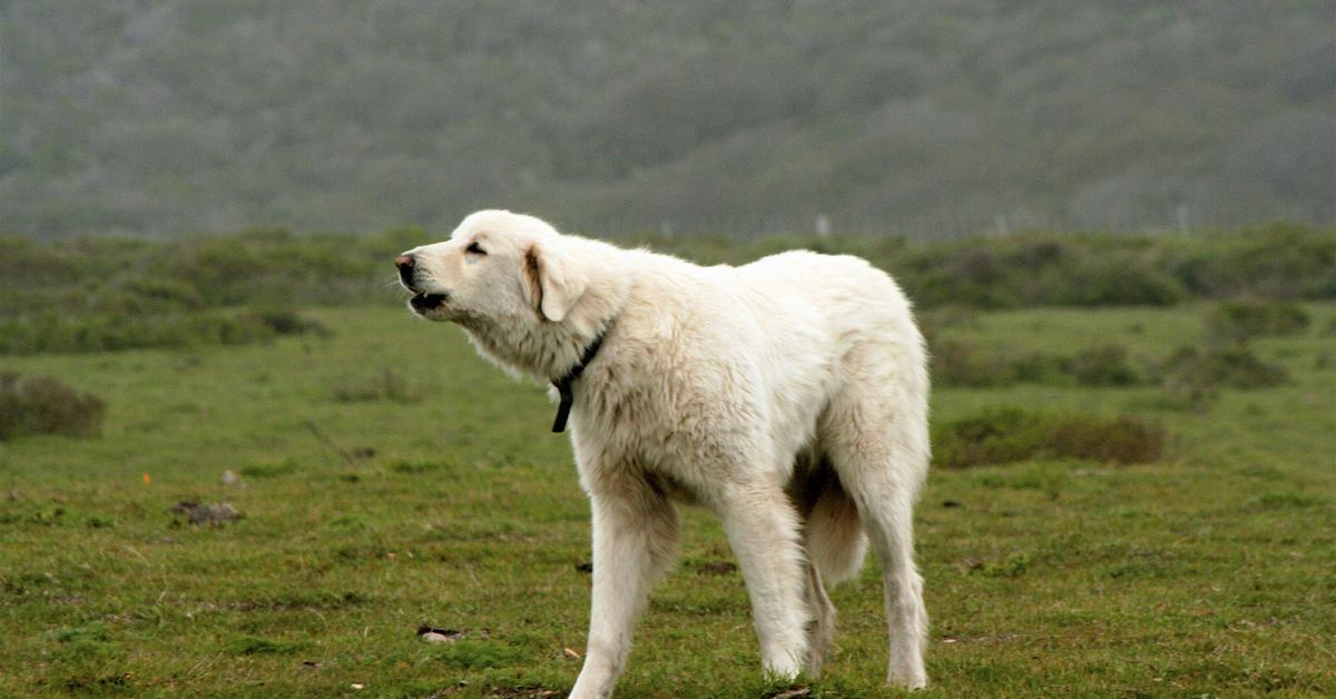 Stunning image of the Akbash (Canis Lupus), a wonder in the animal kingdom.