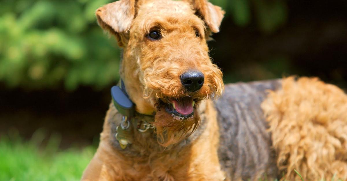 Splendid image of the Airedale Terrier, with the scientific name Canis Lupus.